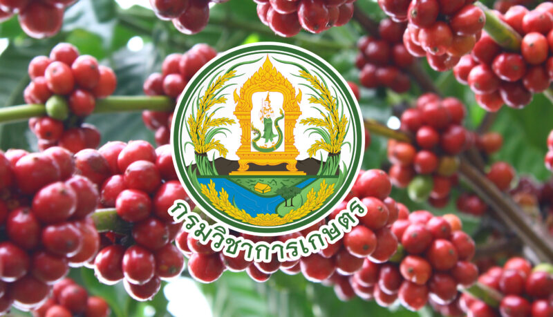 เรื่องของ “กาแฟ”