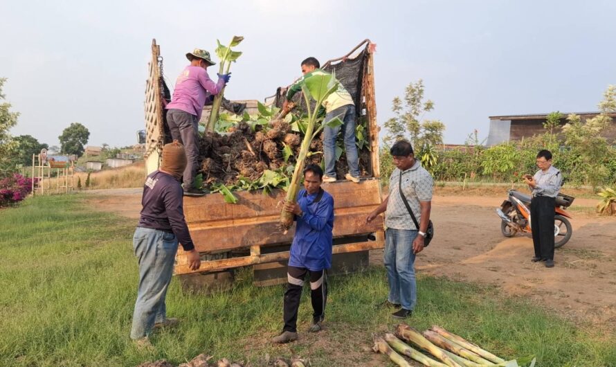 ส่งมอบต้นกล้วยน้ำหว้าพันธุ์สุโขทัย 1 ให้เกษตรกรในโครงการขยายผลทับเบิกโมเดลฯ