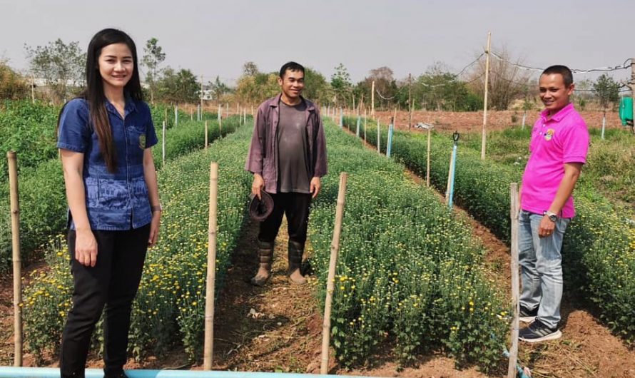 เยี่ยมชมแปลงขยายผลจากงานวิจัยเบญจมาศ