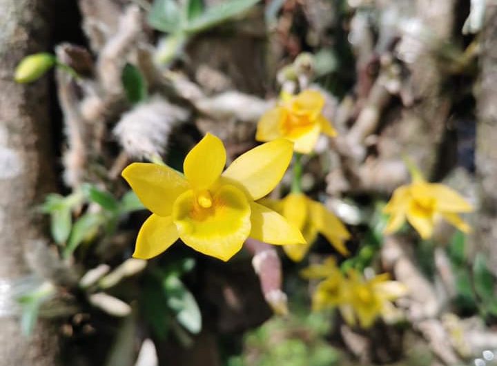 กล้วยไม้ในโรงเรือนฟื้นฟูพืชใกล้สูญพันธุ์