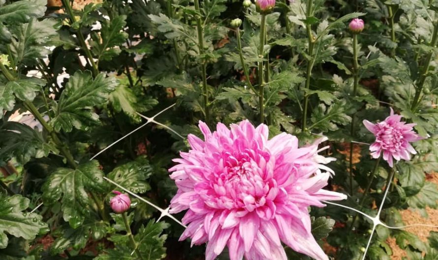 แปลงทดสอบพันธุ์เบญจมาศของศูนย์วิจัยพืชสวนเลย