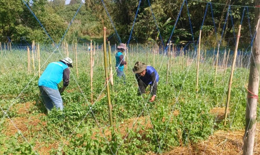 โครงการพัฒนาศักยภาพกระบวนการผลิตสินค้าเกษตร  (การผลิตเมล็ดพันธุ์ถั่วลันเตา)