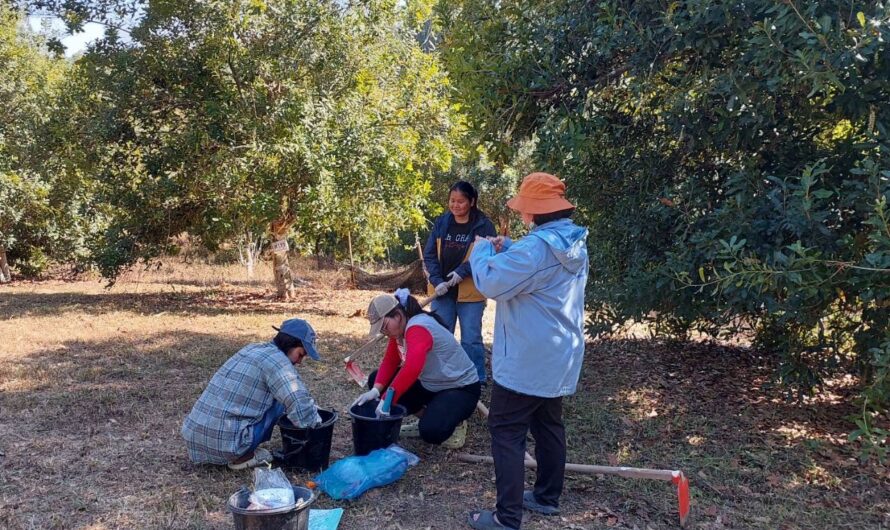 การจัดการปุ๋ยเคมีที่เหมาะสมต่อผลผลิตของมะคาเดเมีย