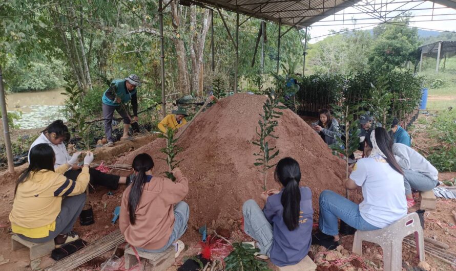 ร่วมแรงร่วมใจปฏิบัติงานแปลงผลิตพันธุ์มะคาเดเมีย