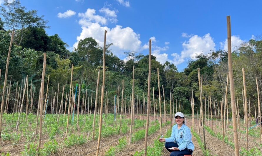 การทดสอบพันธุ์ถั่วลันเตาฝักสีเขียวและสีม่วง ในแหล่งปลูกที่มีศักยภาพในการผลิตเชิงการค้า