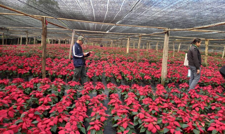 ร่วมตัดสินการประกวด การจัดการแปลงคริสต์มาส โครงการ 1 อำเภอ 1 โครงการสำคัญ งานเทศกาลต้นคริสต์มาส ครั้งที่ 14