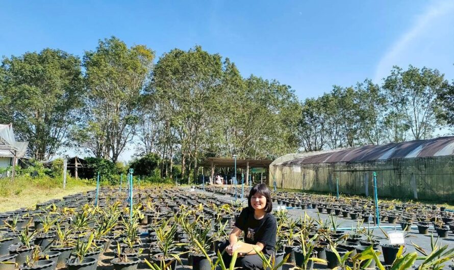 การดำเนินงานการทดสอบพันธุ์ปทุมมาสำหรับการผลิตเป็นไม้กระถางและไม้ตัดดอก