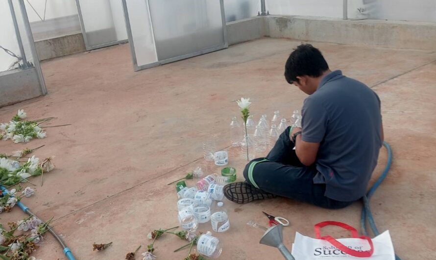 ปฏิบัติงานแปลงเรียนรู้การผลิตปทุมมานอกฤดู โครงการท่องเที่ยวเชิงอนุรักษ์ ด้านการเกษตร