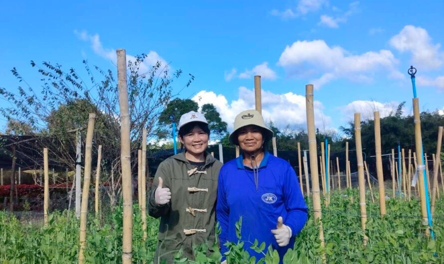 ปฏิบัติการทดลอง การทดสอบพันธุ์ถั่วลันเตาฝักสีเขียวและฝักสีม่วงในแหล่งปลูกที่มีศักยภาพในการผลิตเชิงการค้า