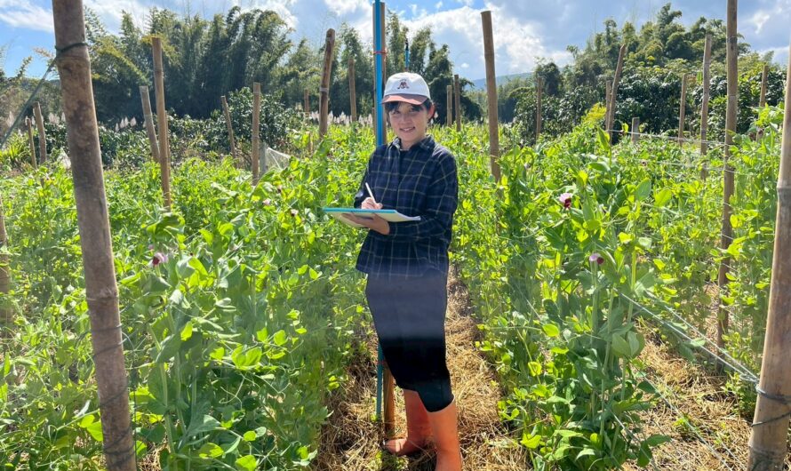 ปฏิบัติการทดลอง การทดสอบพันธุ์ถั่วลันเตาฝักสีเขียวและฝักสีม่วงในแหล่งปลูกที่มีศักยภาพในการผลิตเชิงการค้า