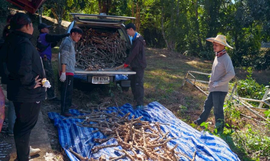 การพัฒนาวัสดุเพาะกล้าและวัสดุปลูกจากสิ่งเหลือใช้โรงงานน้ำตาลและมันสำปะหลังเพื่อเพิ่มศักยภาพการผลิตต้นกล้าดาวเรือง พิทูเนีย แพงพวย และสร้อยไก่