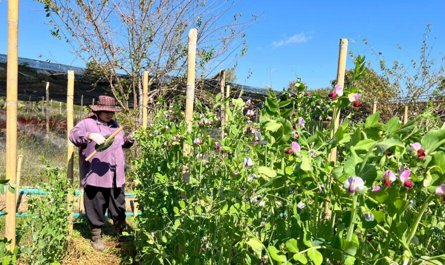 ปฏิบัติการทดลอง การทดสอบพันธุ์ถั่วลันเตาฝักสีเขียวและฝักสีม่วงในแหล่งปลูกที่มีศักยภาพในการผลิตเชิงการค้า