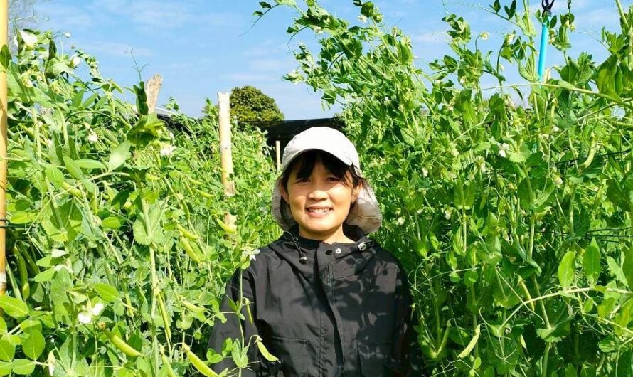 ปฏิบัติการทดลอง การทดสอบพันธุ์ถั่วลันเตาฝักสีเขียวและฝักสีม่วงในแหล่งปลูกที่มีศักยภาพในการผลิตเชิงการค้า