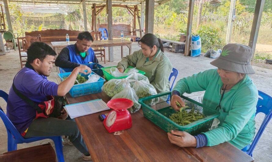 ปฏิบัติงานการทดลอง การทดสอบพันธุ์ถั่วลันเตาฝักสีเขียวและฝักสีม่วงในแหล่งปลูกที่มีศักยภาพในการผลิตเชิงการค้า