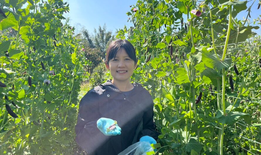 ปฏิบัติการทดลอง การทดสอบพันธุ์ถั่วลันเตาฝักสีเขียวและฝักสีม่วงในแหล่งปลูกที่มีศักยภาพในการผลิตเชิงการค้า