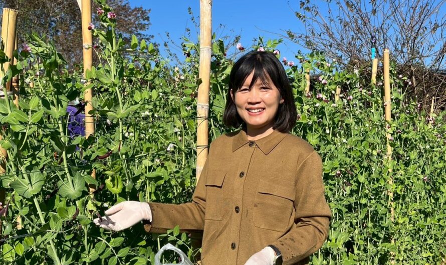 ปฏิบัติการทดลอง การทดสอบพันธุ์ถั่วลันเตาฝักสีเขียวและฝักสีม่วงในแหล่งปลูกที่มีศักยภาพในการผลิตเชิงการค้า