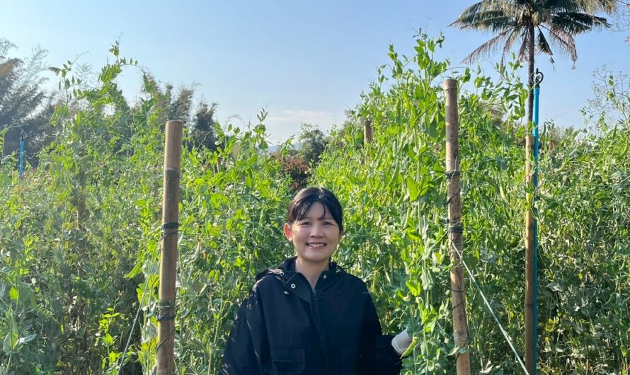 ปฏิบัติการทดลอง การทดสอบพันธุ์ถั่วลันเตาฝักสีเขียวและฝักสีม่วงในแหล่งปลูกที่มีศักยภาพในการผลิตเชิงการค้า