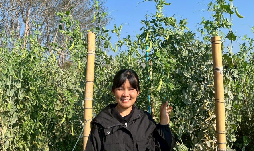 ปฏิบัติการทดลอง การทดสอบพันธุ์ถั่วลันเตาฝักสีเขียวและฝักสีม่วงในแหล่งปลูกที่มีศักยภาพในการผลิต เชิงการค้า