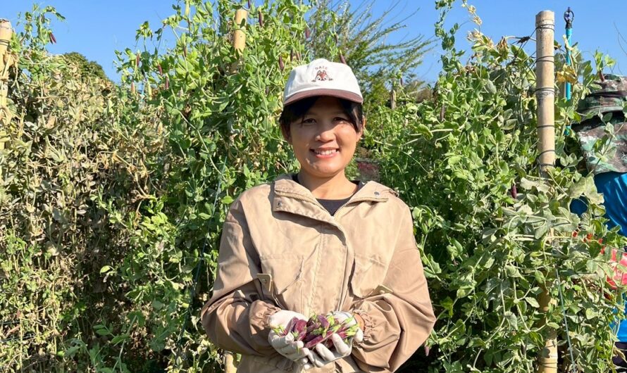 ปฏิบัติการทดลอง การทดสอบพันธุ์ถั่วลันเตาฝักสีเขียวและฝักสีม่วงในแหล่งปลูกที่มีศักยภาพในการผลิตเชิงการค้า