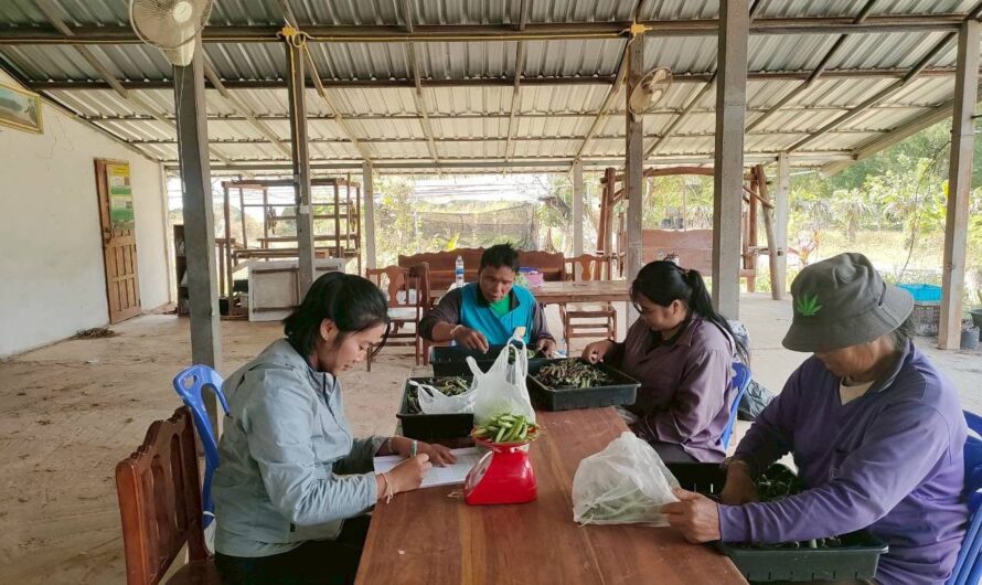 ปฏิบัติการทดลอง การทดสอบพันธุ์ถั่วลันเตาฝักสีเขียวและฝักสีม่วงในแหล่งปลูกที่มีศักยภาพในการผลิตเชิงการค้า