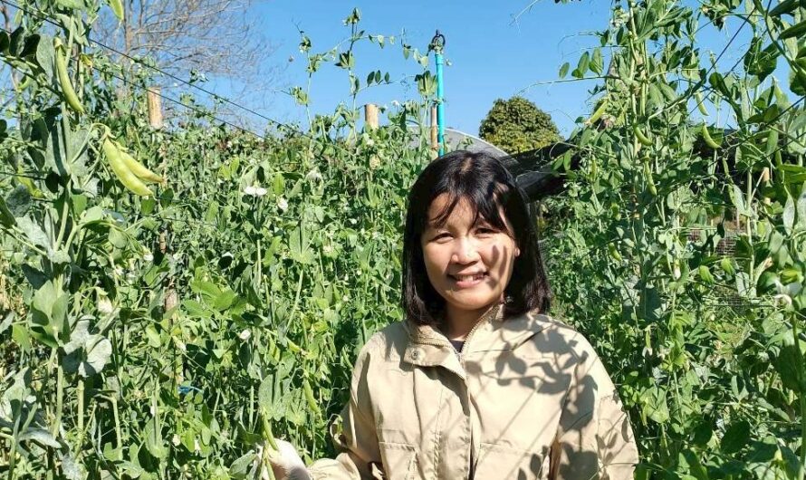 ปฏิบัติการทดลอง การทดสอบพันธุ์ถั่วลันเตาฝักสีเขียวและฝักสีม่วงในแหล่งปลูกที่มีศักยภาพในการผลิตเชิงการค้า