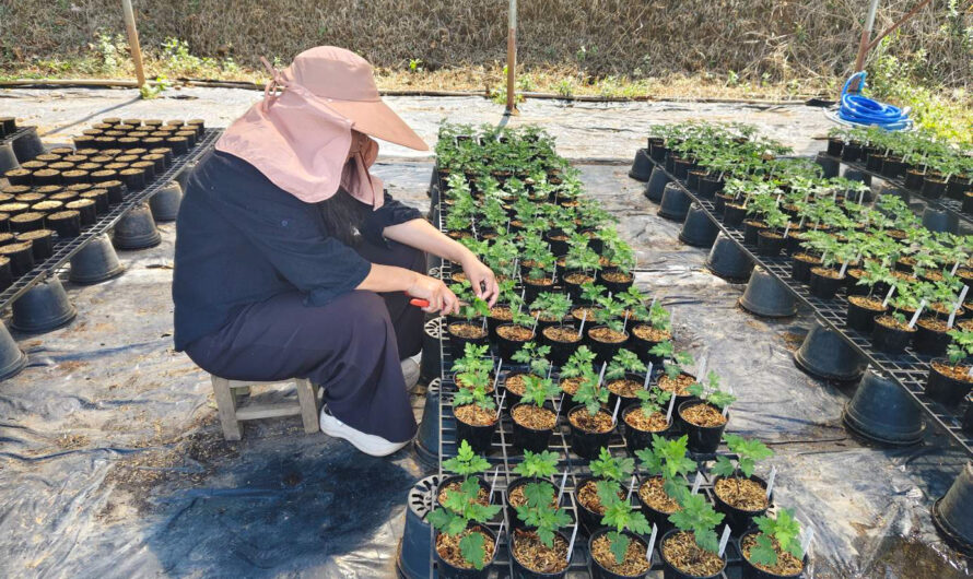 ปฏิบัติการทดลอง เรื่อง การศึกษาปัจจัยต่างๆ ที่มีผลต่อการผลิตเบญจมาศกระถางขนาดเล็กเชิงพาณิชย์