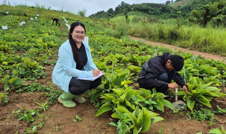 การปลูกทดสอบกระชายดำ ในพื้นที่เกษตรกร