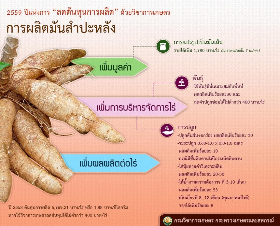 มันสำปะหลัง