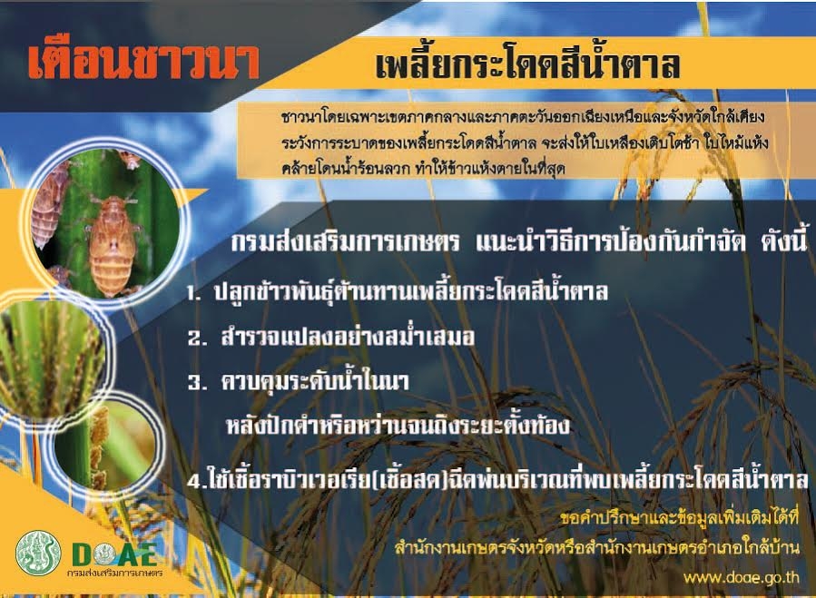 เพลี้ยกระโดดสีน้ำตาล