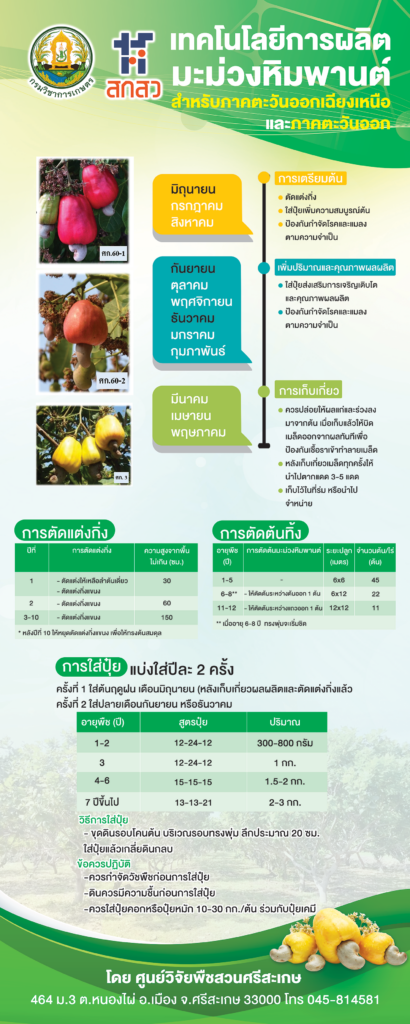 เทคโนโลยีการผลิตมะม่วงหิมพานต์สำหรับภาคตะวันออกเฉียงเหนือและภาคตะวันออก