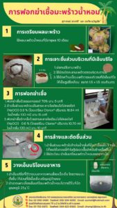 การฟอกฆ่าเชื้อมะพร้าวน้ำหอม