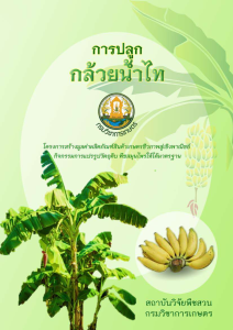 การปลูกกล้วยน้ำไท