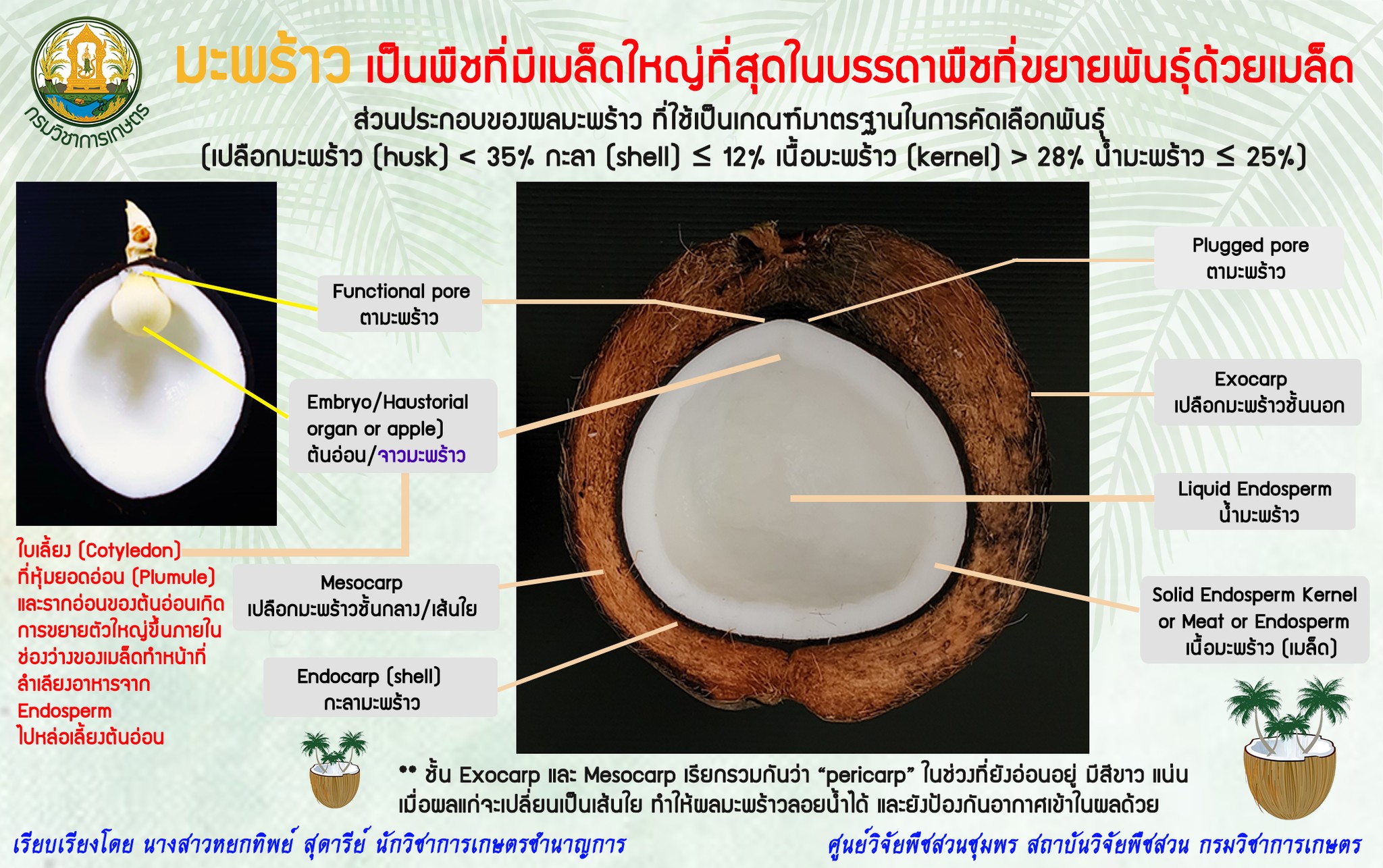 มะพร้าวเป็นพืชที่มีเมล็ดใหญ่ที่สุดในบรรดาพืชที่ขยายพันธุ์ด้วยเมล็ด