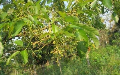 ดอก 2 - Merin Boonin