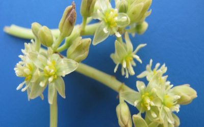 ดอก - Merin Boonin