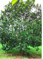 ต้น - Merin Boonin