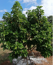 ต้น2 - Merin Boonin