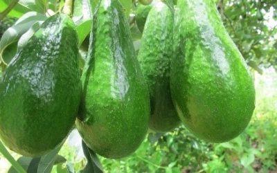 ผล - Merin Boonin