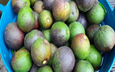 ผล5 - Merin Boonin