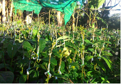 เสียบยอด - Merin Boonin