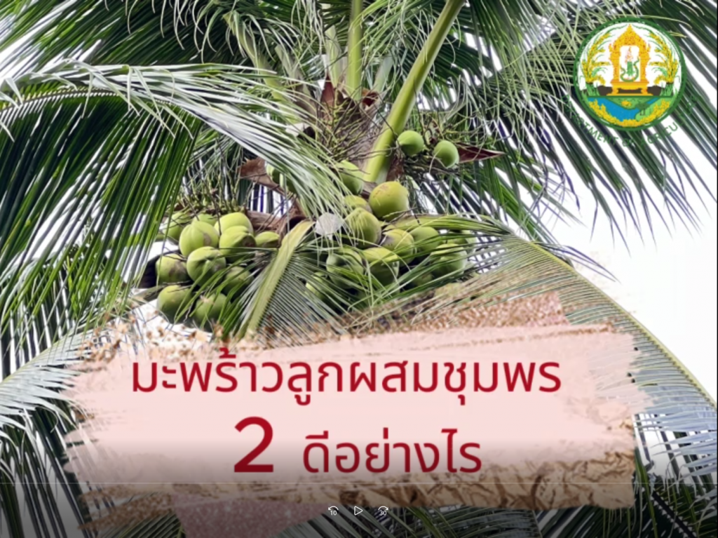 มะพร้าวลูกผสมชุมพร 2 ดีอย่างไร?