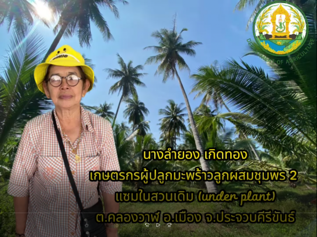 เกษตรกรผู้ปลูกมะพร้าวลูกผสมชุมพร 2 แซมในสวนเดิม