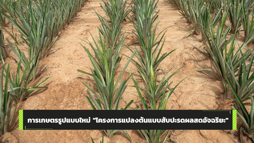 แปลงต้นแบบสับปะรดผลสดอัจฉริยะ