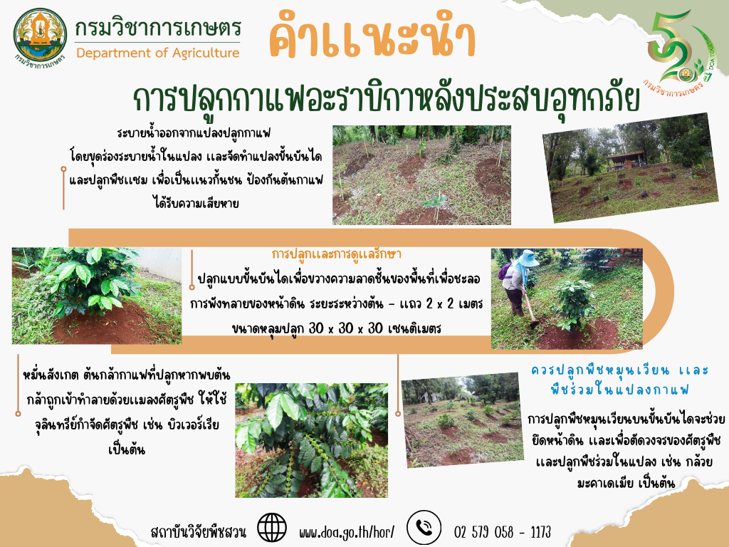 คำเเนะนำการปลูกกาแฟอะราบิกาหลังประสบอุทกภัย