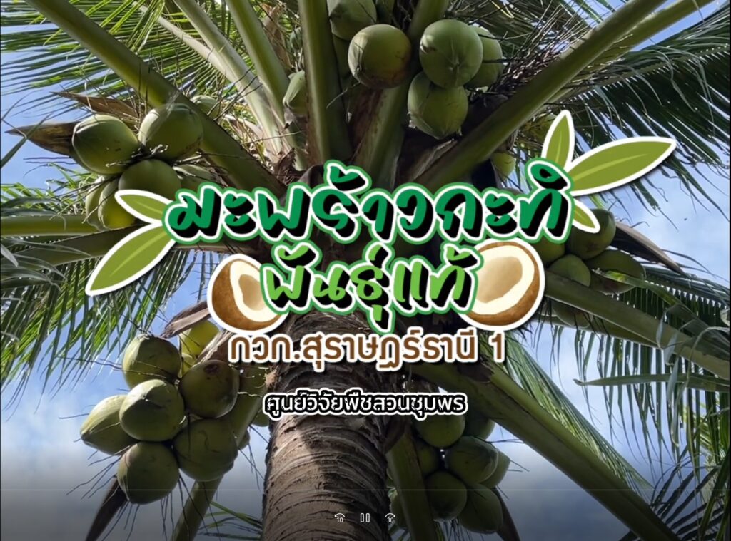 มะพร้าวกะทิพันธุ์แท้ กวก. สุราษฎร์ธานี 1