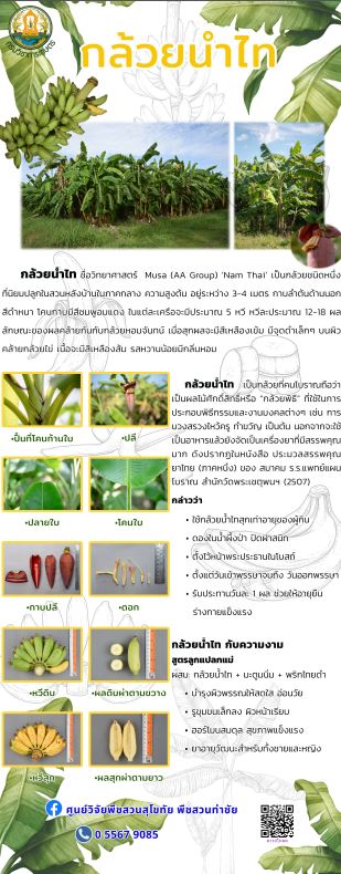 กล้วยน้ำไท