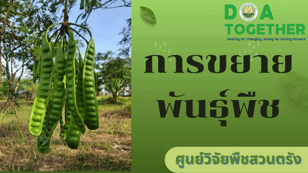 การติดตาสะตอ