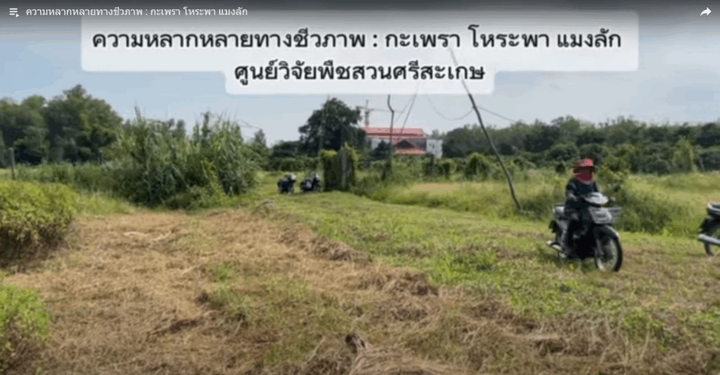 ความหลากหลายทางชีวภาพ : กะเพรา โหระพา แมงลัก