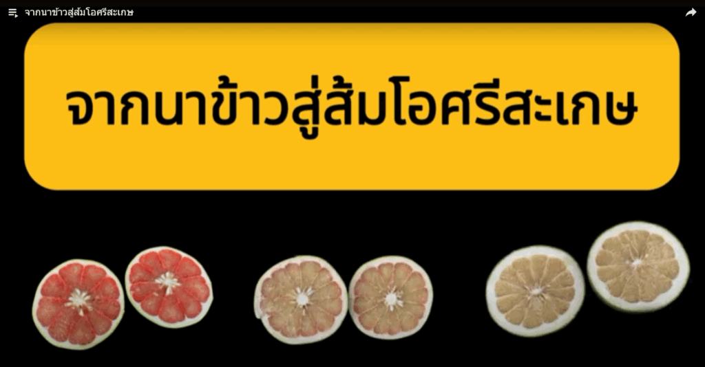 จากนาข้าวสู่ส้มโอศรีสะเกษ