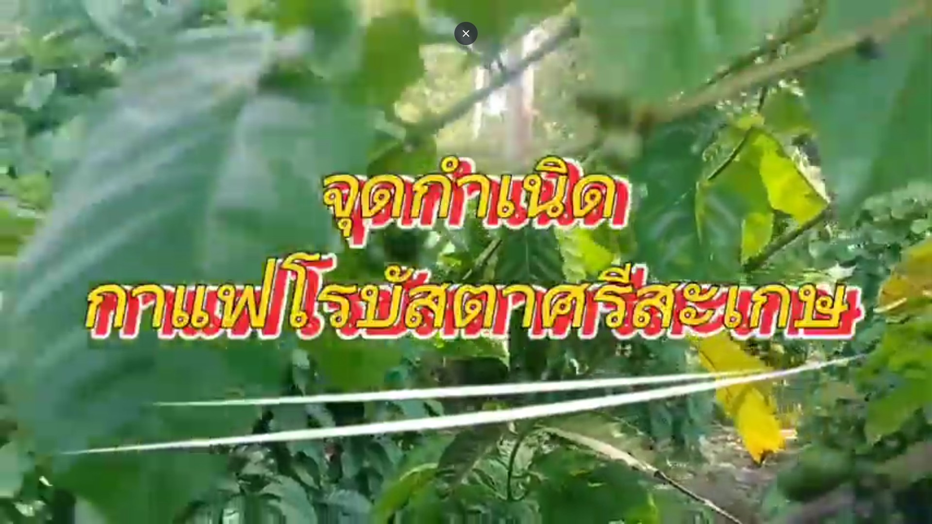 จุดกำเนิดกาแฟโรบัสตาศรีสะเกษ